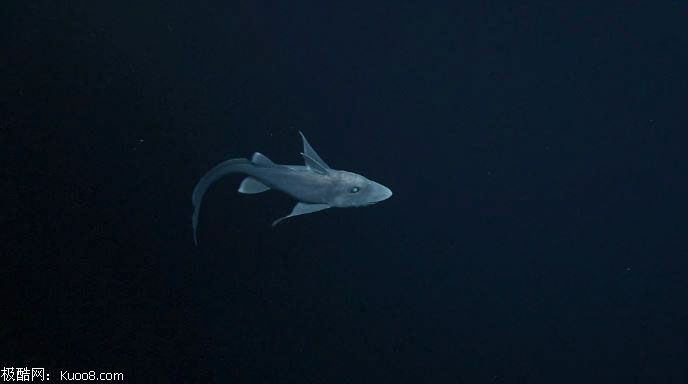 摄像机第一次捕捉到幽灵鲨镜头！