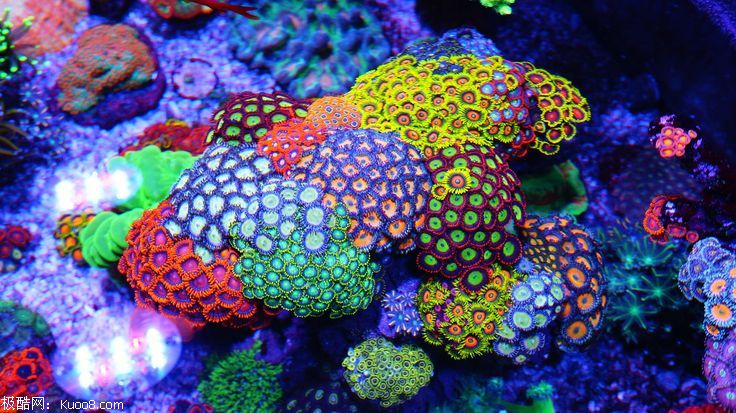 世界第二毒物：纽扣珊瑚