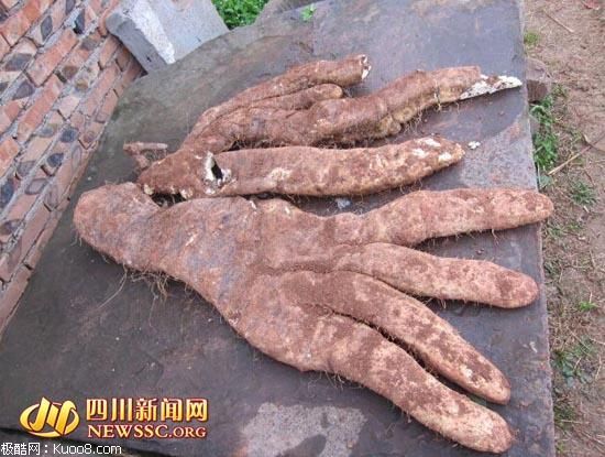 四川大爷种出29斤奇特蔬菜：长4根“大手指”(图)
