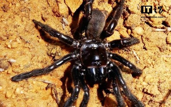 全球最老蜘蛛去世: 已存活43年