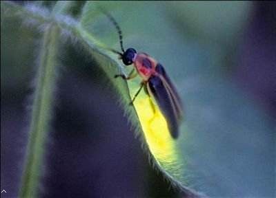 超小的人造萤火虫可借助超声波悬浮