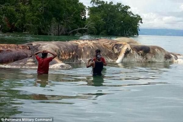 印尼海滩发现15米长2吨重神秘海怪 这只多毛海怪到底是什么？
