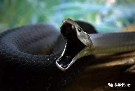 世界最致命的蛇--黑曼巴蛇