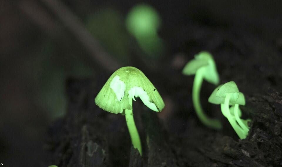 日本有发出淡绿色光的蘑菇 不可思议！