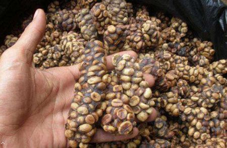 麝香猫咖啡：世界上最罕见的“咖啡”