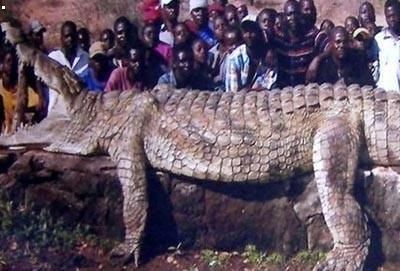 世界上最大的鳄鱼 长6.7米重达一吨