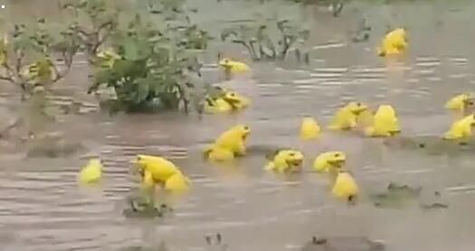 印度水塘出现金色青蛙 雄蛙为求偶变色