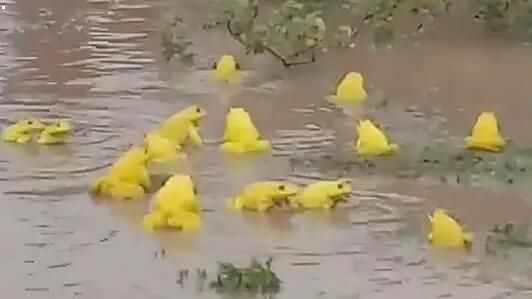 印度水塘出现金色青蛙 雄蛙为求偶变色