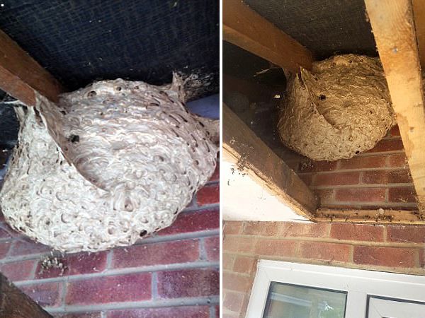 有惊无险！英国建筑工人民宅内发现巨型空黄蜂巢