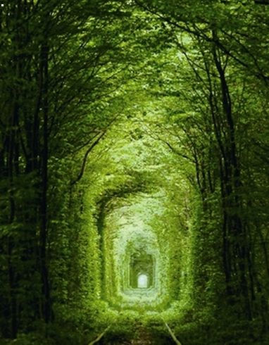最美爱情隧道:树藤环绕如同仙境般