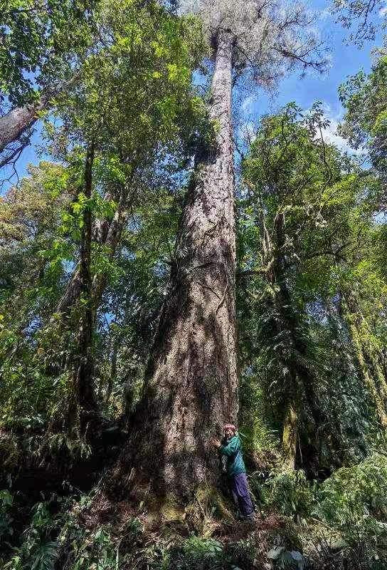 西藏发现中国大陆已知最高的树 高76.8米！