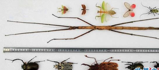 最新世界上最长的昆虫，长62.4厘米的巨型竹节虫